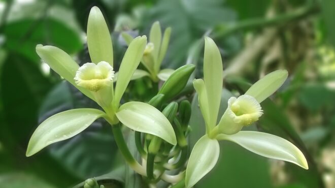 Plant: Vanille-orchidee